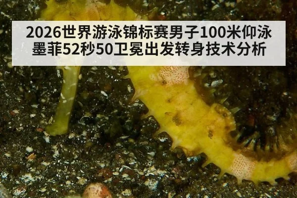 2026世界游泳锦标赛男子100米仰泳墨菲52秒50卫冕出发转身技术分析